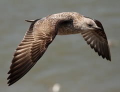 IMG_1035a